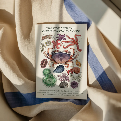 OLYMPIC TIDE POOLS postcard