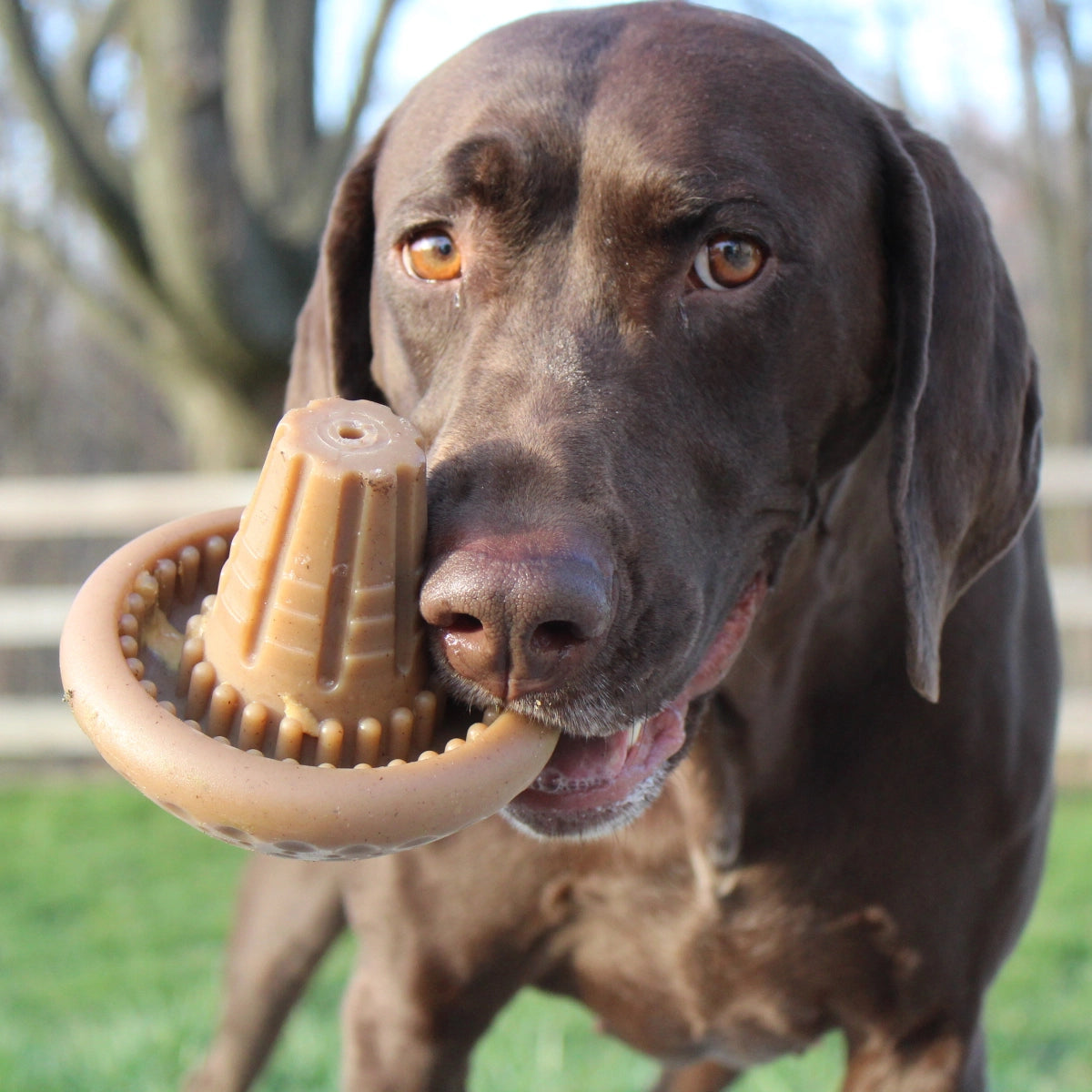 SHROOM dog toy