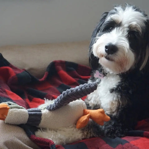 DUCK dog toy