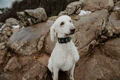 EVERGREEN dog collar