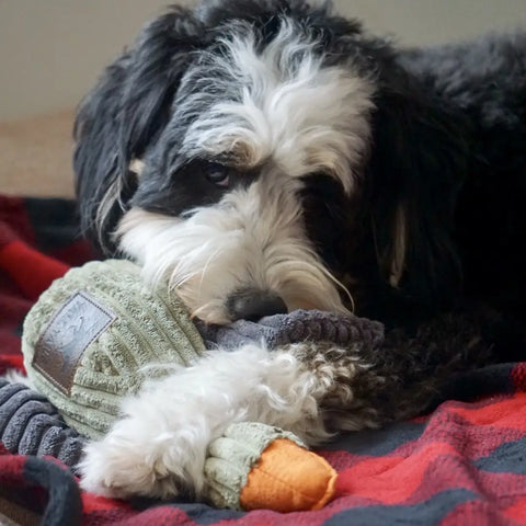 PLUSH DUCK dog toy
