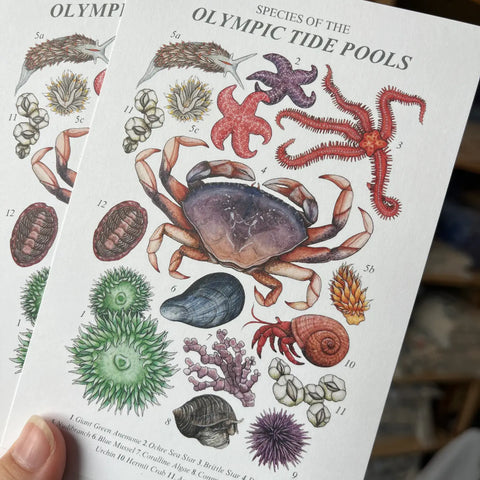 OLYMPIC TIDE POOLS postcard