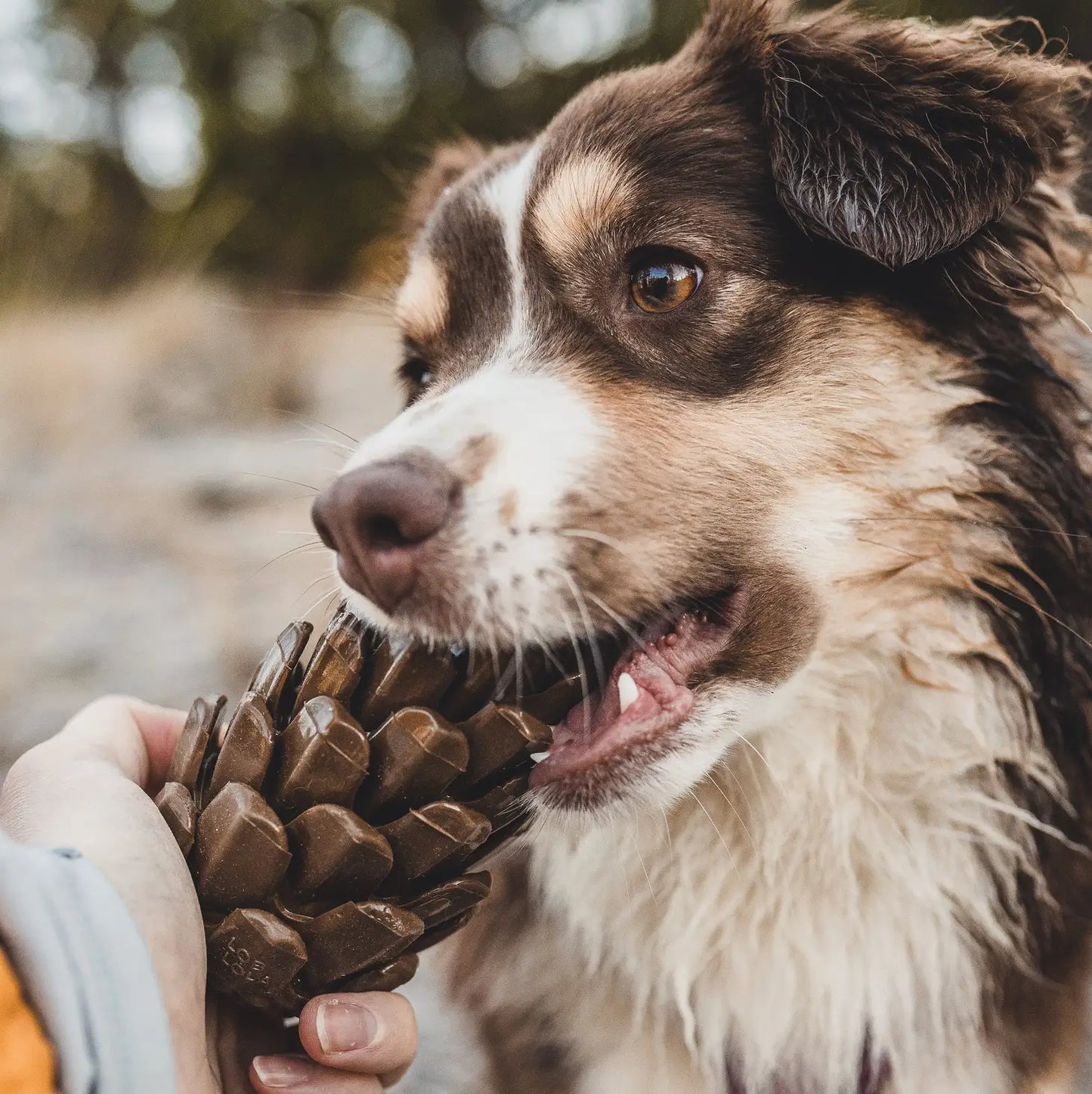 PINECONE PUZZLE dog toy